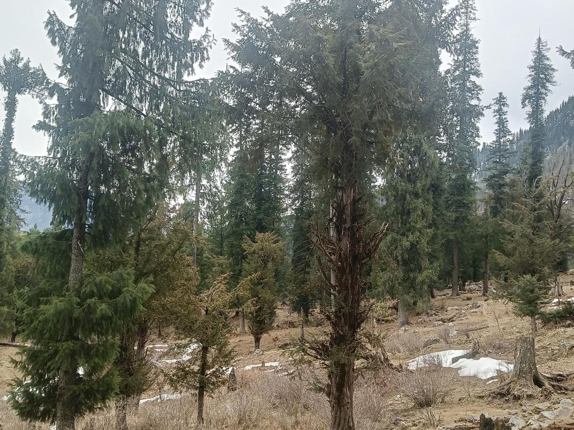Trimounts-A Boutique Hotel & Wellnes Center In Tirthan Valley Banjār 외부 사진
